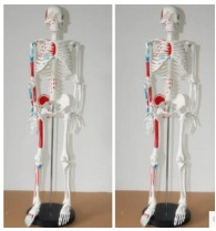 Human skeleton with muscle, 170cm height